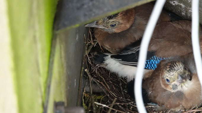 Eichelhäher im Nest