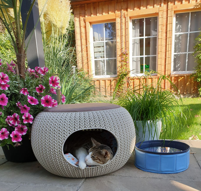 Katze Kasi liebt ihre Schlafhöhle der Marke Curver