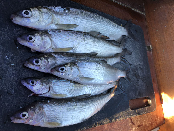 Felchen, Bielersee, Gamben, Hegene, Fischen, Angeln, Seeland, Fischen