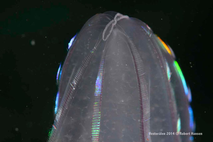 Agurkmaneten, Beroe cucumis, Comb Jellyfish, Melonenqualle - Hadsel, Vesterålen 2014 © Robert Hansen