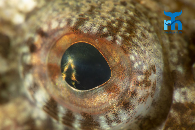 Taurulus bubalis, sea scorpion, Seeskorpion: Auge in Auge © Robert Hansen, Juli 2019