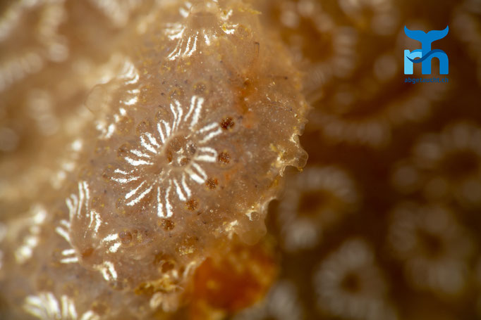 Botryllus schlosseri, star ascidian, Stern-Seescheide: erst stark vergrössert als Seescheide erkennbar © Robert Hansen, Juli 2019