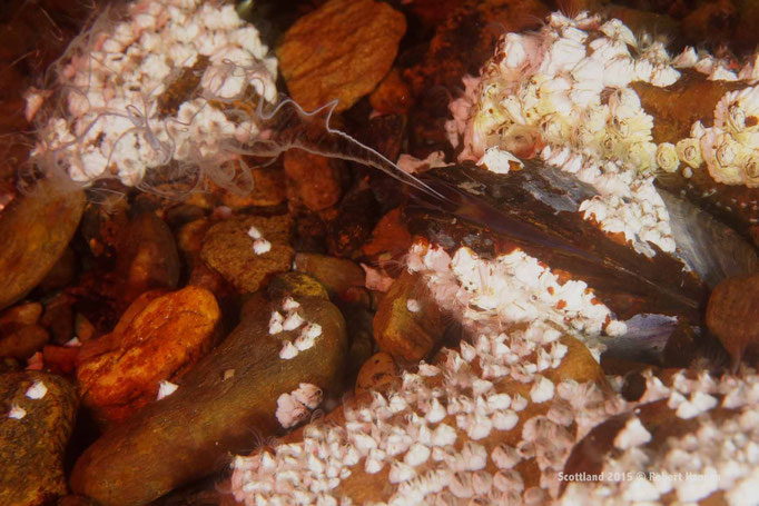 Mit Seepocken bewachsene Muschel bei der Fortpflanzung © Robert Hansen