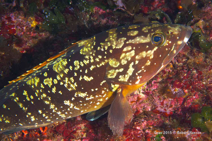 Brauner Zackenbarsch. Junge Tiere wie dieses Exemplar haben gelbliche Flecken. Der standorttreue Fisch lebt in Tiefen bis 200 Meter und ist auch auf dem Teller beliebt. © Robert Hansen, Gozo 2015