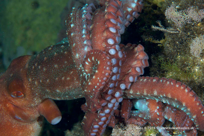 Roter Octopus beim Nachttauchgang © Robert Hansen, April 2016
