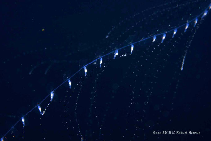 Kettenförmige Staatsqualle. Die Tentakel sind stark nesselnd. Die Kolonie wird bis drei Meter lang. Aufgenommen in zehn Metern Tiefe. © Robert Hansen, Gozo 2015 