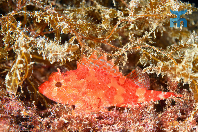 Kleiner Roter Drachenkopf (Scorpaena notata) mit guter Aussicht © Robert Hansen