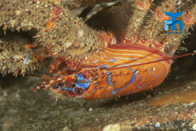 Galathea strigosa, spiny squat lobster, bunter Furchenkrebs: versteckt in Felsritzen © Robert Hansen, Juli 2019