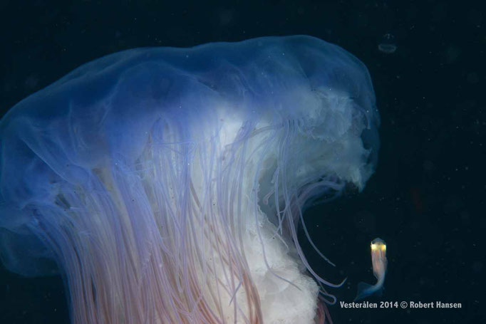 Blå brennemanet, Cyanea lamarckii, Blue Jellyfish, blaue Nesselqualle - Hadsel, Vesterålen 2014 © Robert Hansen