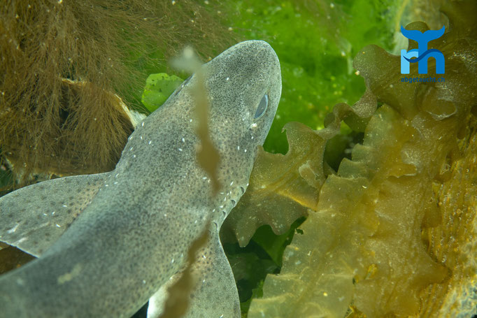Scyliorhinus canicula, small-spotted catshark, kleingefleckter Katzenhai: unterwegs über dem Kelp © Robert Hansen, Juli 2019