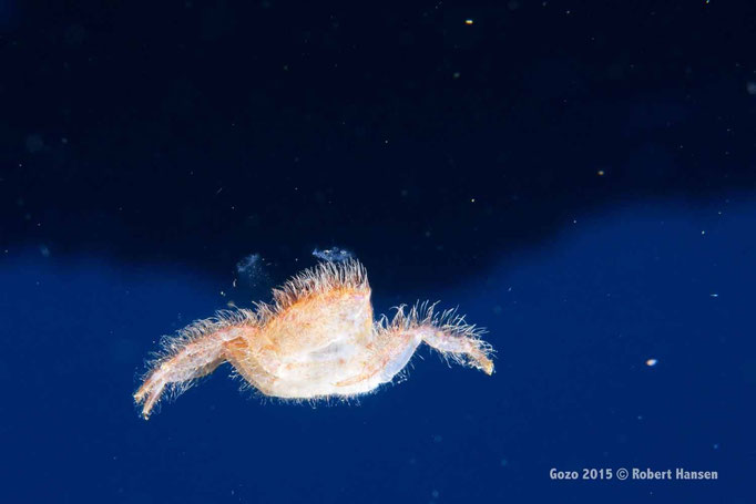 Krabbe. Gut getarnt, doch vom Luftstrom eines Tauchers vom Riff gelöst und im freien Fall. © Robert Hansen, Gozo 2015