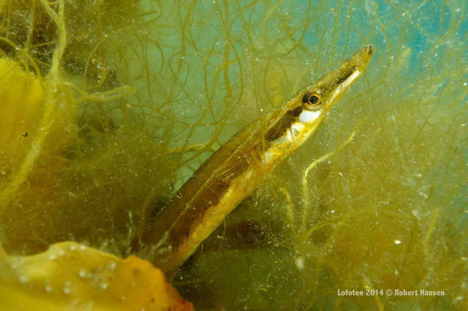 Kantnål – Pipefish - Seenadel © Robert Hansen