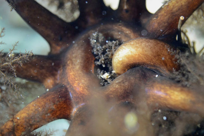 Alle zehn Sekunden geht ein neuer Arm in den Mund der Seeanemone. Das ganze Tier ist gut 15 Zentimeter gross. © Robert Hansen, Ballstad, April 2014