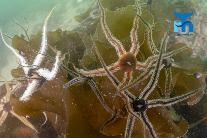 Ophiuroidea, brittlestar, Schlangenseesterne auf dem Kelp © Robert Hansen, Juli 2019