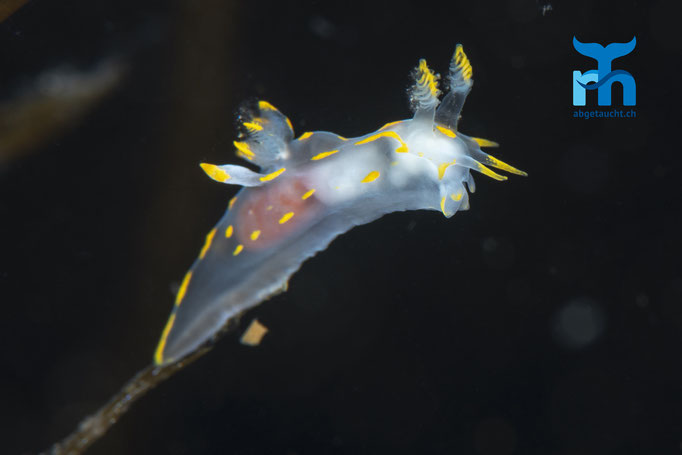 Polycera quadrilineata, fourline nudibranch, gestreifte Hörnchenschnecke: unterwegs zu neuen Ufern © Robert Hansen, Juli 2019