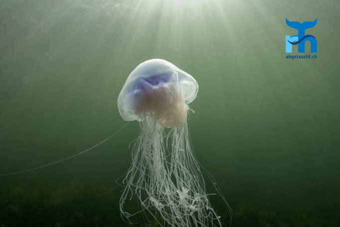 Cyanea lamarckii, blue jellyfish, blaue Nesselqualle: Tentakel auf Jagd © Robert Hansen, Juli 2019