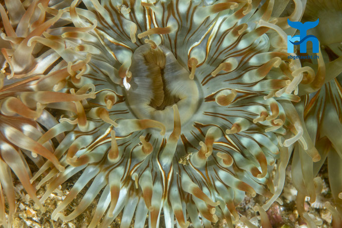 Urticina felina, dahlia anemone, dickhörnige Seerose: Farbenpracht © Robert Hansen, Juli 2019