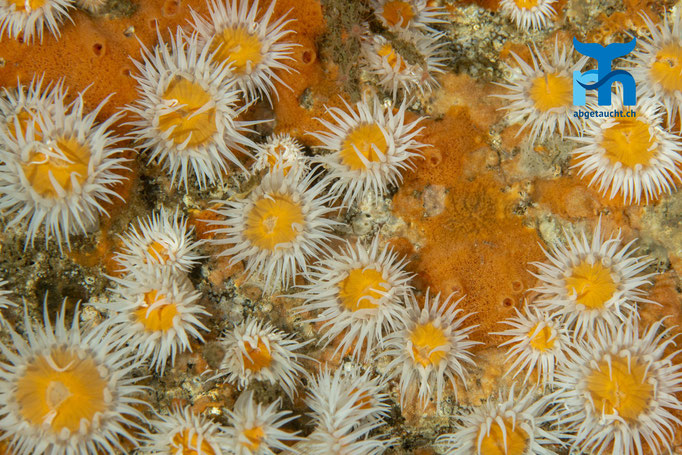Actinothoe sphyrodeta, sandalled anemone, Sandallanemone: farbenprächtige Kolonie © Robert Hansen, Juli 2019