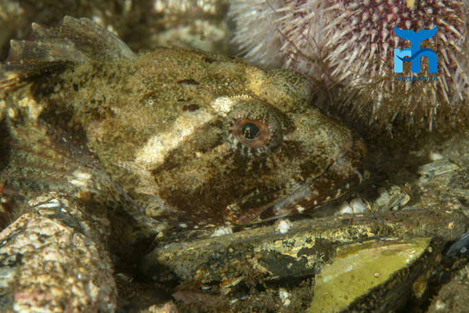 Taurulus bubalis, sea scorpion, Seeskorpion: Gut getarnt © Robert Hansen, Juli 2019