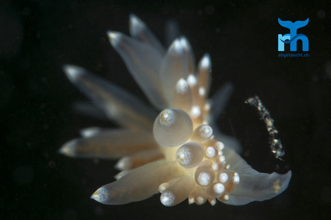 Catriona gymnota, sea slug, Fadenschnecke: freischwebend © Robert Hansen, Juli 2019