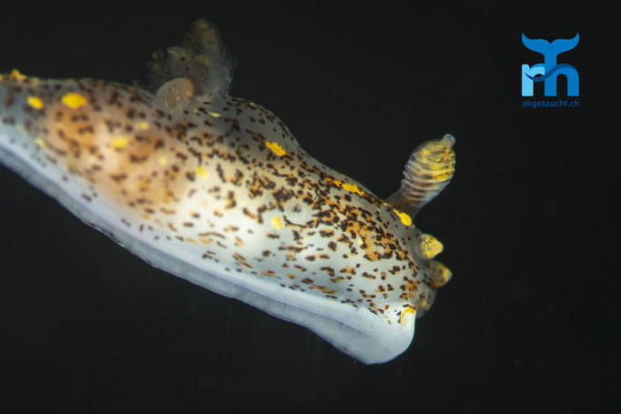 Polycera quadrilineata, fourline nudibranch, gestreifte Hörnchenschnecke: freischwebend © Robert Hansen, Juli 2019