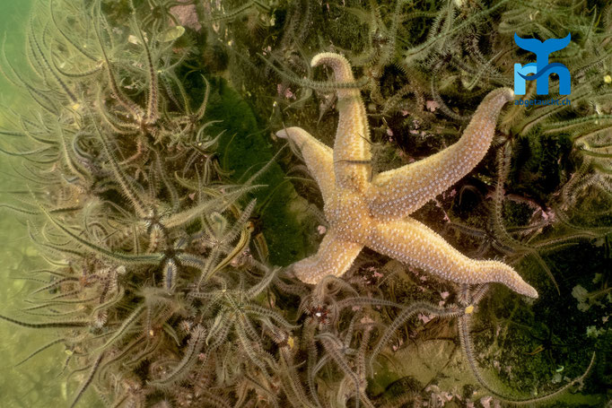 Asterias rubens, common starfish, gemeiner Seestern: einsam inmitten von Schlangenseesternen © Robert Hansen, Juli 2019