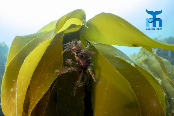 Majo squinado, common spyder crab, grosse Seespinne: Versteck unter dem Kelpblatt © Robert Hansen, Juli 2019