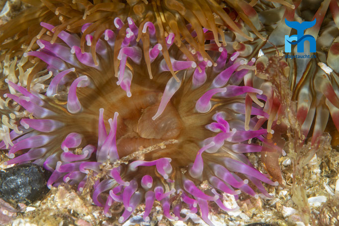 Urticina felina, dahlia anemone, dickhörnige Seerose: bunter Räuber © Robert Hansen, Juli 2019