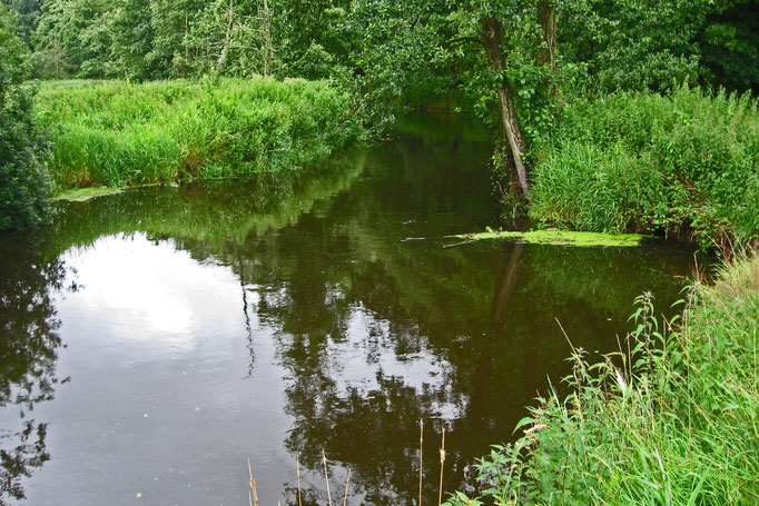 Quell-Kolk, fotografiert vom linksseitigen Ufer, Blickrichtung NO (19.7.12)