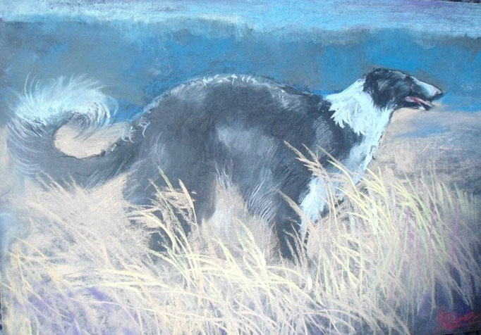 borzoi