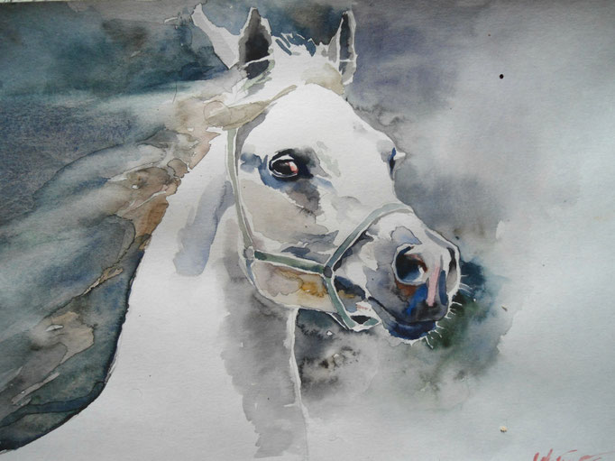 horse, watercolor
