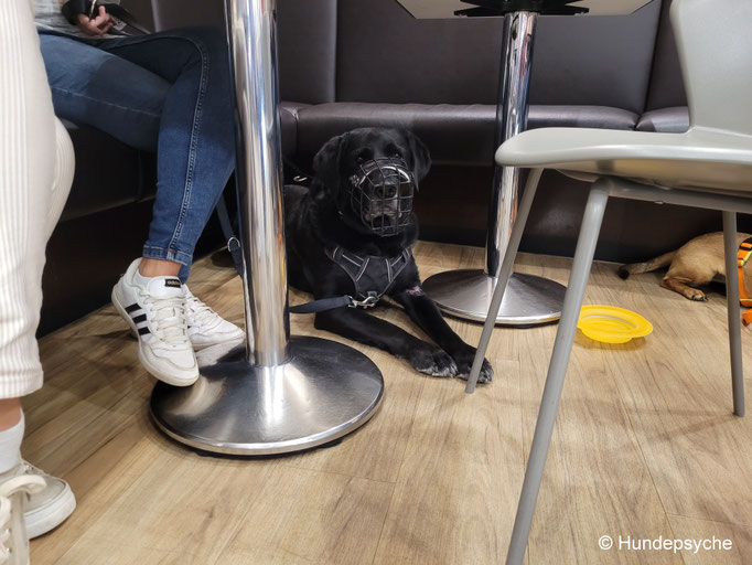 Cafebesuch mit Hund