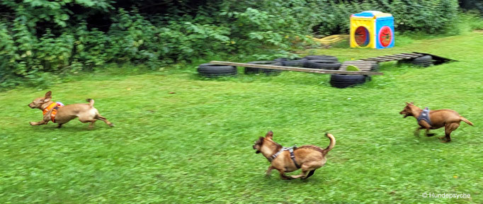 Spielstunde für kleine Hunde