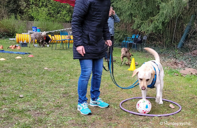 Beschäftigung mit Ball