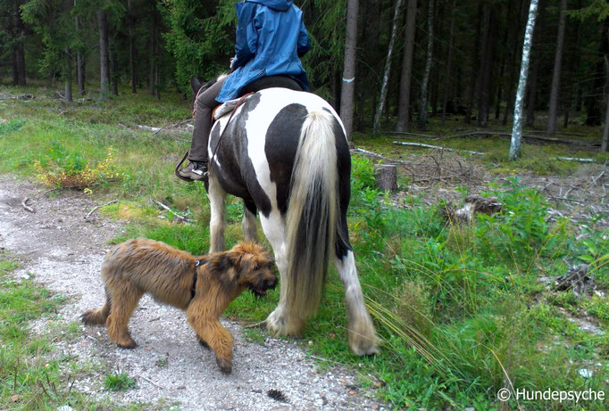 Spaziergang mit Pferd und Reiter