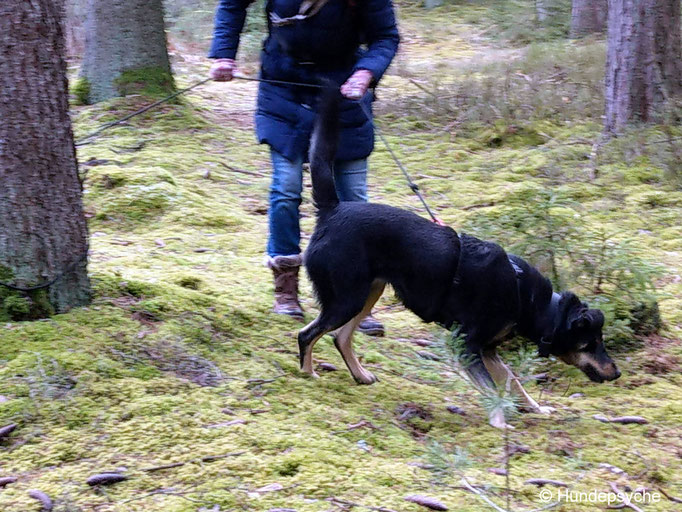 Fährte und andere Nasenauslastung für den Hund