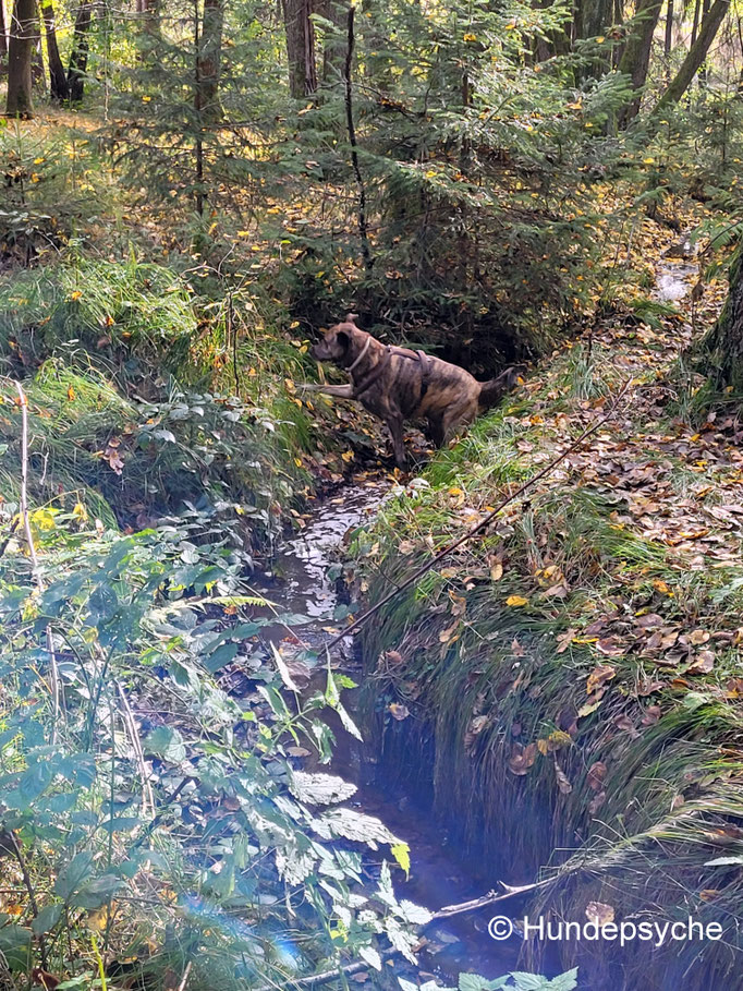 Wald und Wiese