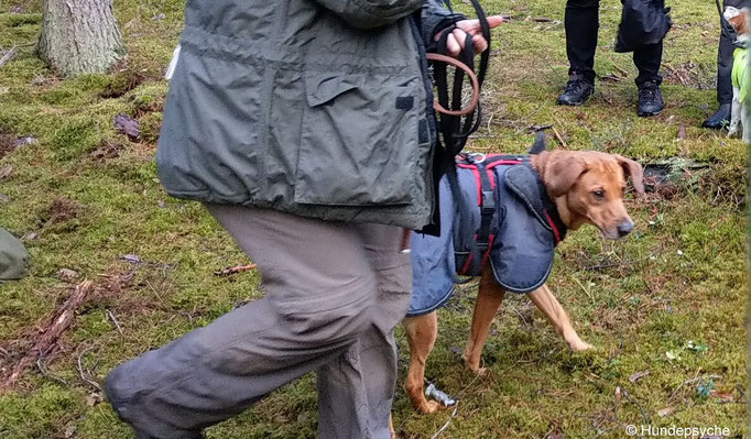 Fährtentraining im Wald