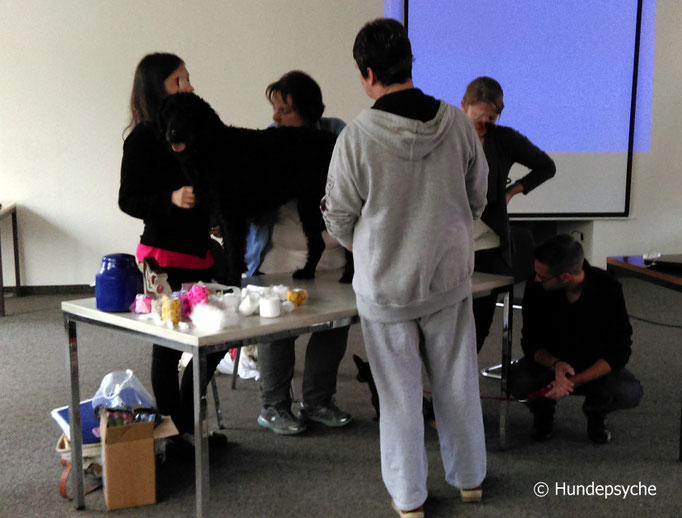 Druckverband Hund