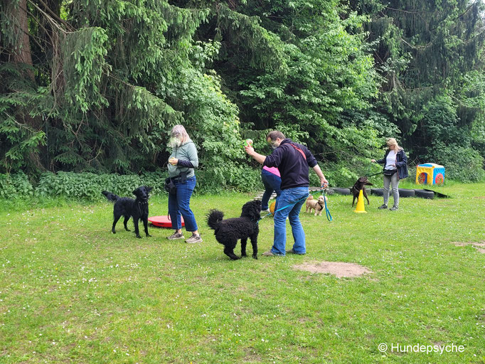 Gruppenspaß in der Hundeschule