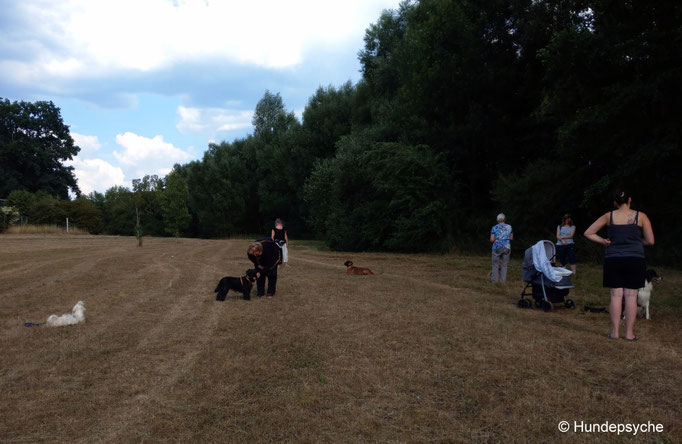 Training im Wiesengrund