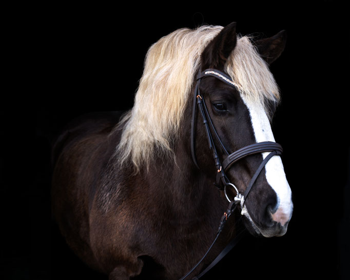 Bild des großen Pferds "Jim"