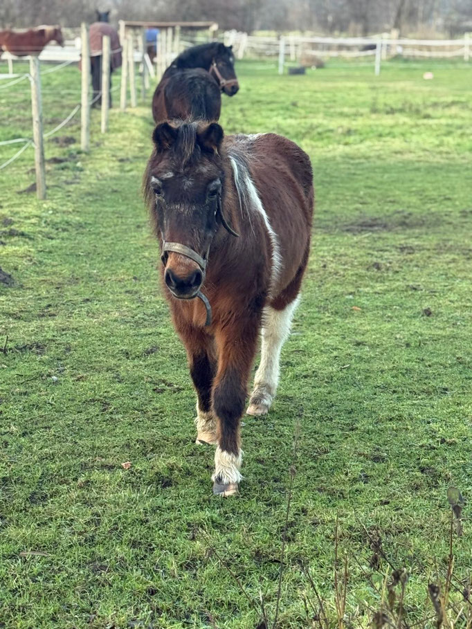 Bild von Pony Grisu