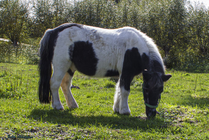 Bild von Pony "Billy"