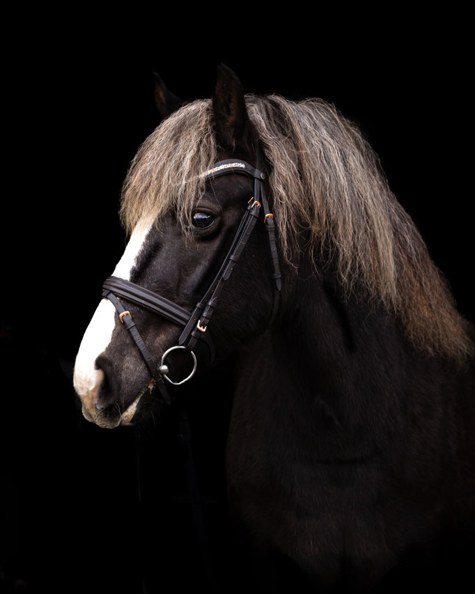 Bild von Hengst Jack