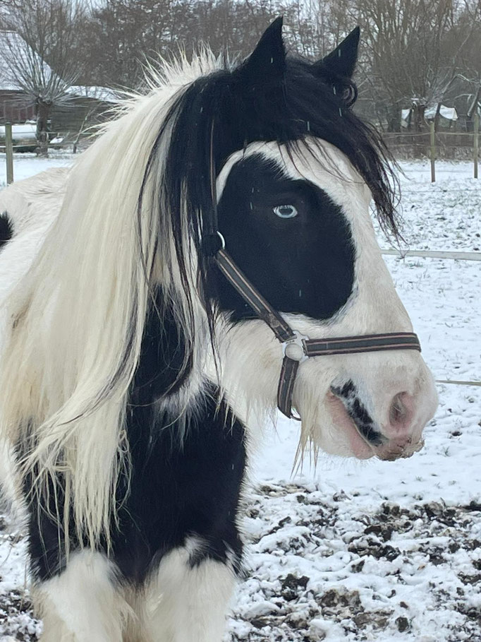 Bild des schwarzweißen Pferds "Kenny"