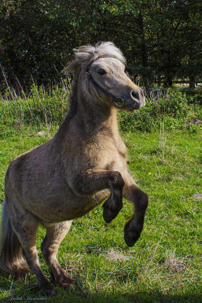 Bild von Pony "Loui"