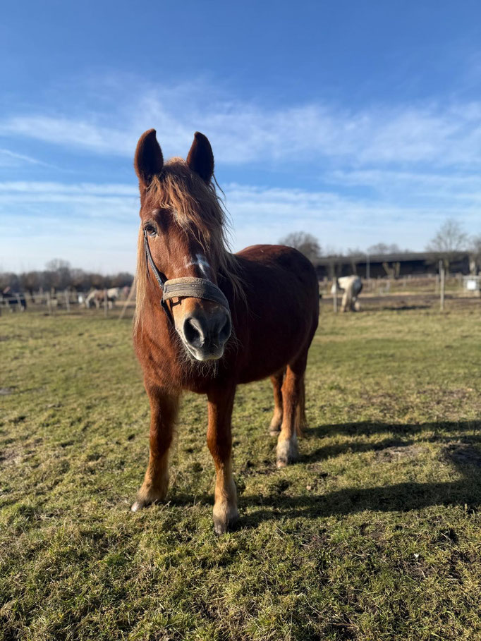 Franka – ich bin ruhig und tiefenentspannt, nur beim Putzen manchmal ein bisschen kitzlig :)