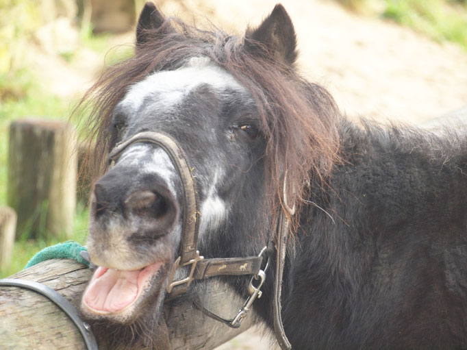 Bild von Pony "Hexe"