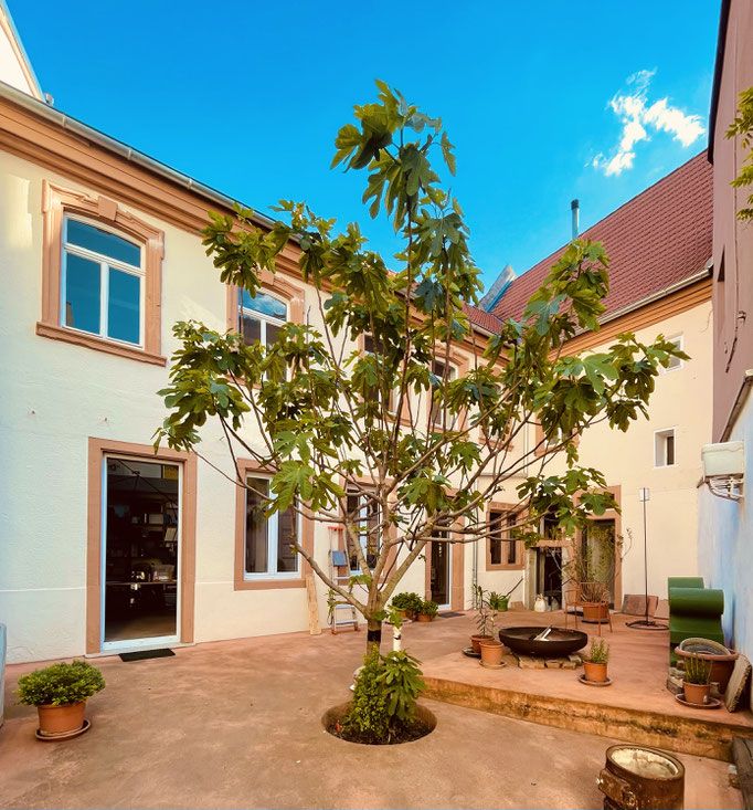 unser Feigenbaum im Hof des Weinhaus Moser